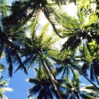 Coral Coast Flights + 7 Nights, 4-Star - Family Package