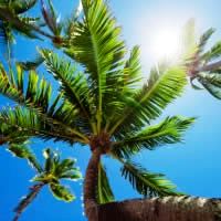 Nadi, Fiji 5 Nights