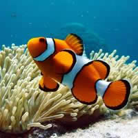 Lady Elliot Island, STAY 5 Nights, PAY 4 + More