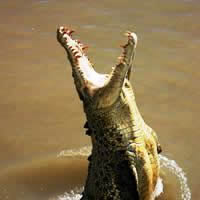 Brisbane, Croc Express to Australia Zoo