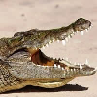 Darwin, Big Croc Feed Experience