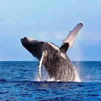 Hervey Bay 3 Nights, 5-Star + More