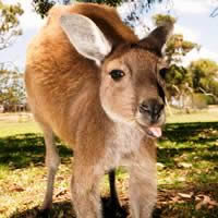 Kangaroo Dreaming 4WD Safari 5 Days