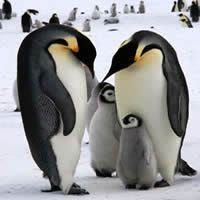 Melbourne, Penguins Express Tour