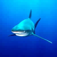 Melbourne, Certified Shark Dive