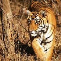 Ranthambore Tiger, 3 Day Extension
