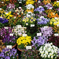 Hampton Court Flower Show 4 Days, SAVE $135*