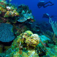 Cairns, Silverswift 2 Certified Dives
