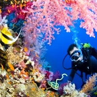 Cairns, Reef Quest 1 Intro Dive