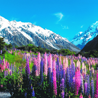South Island Motorhome Escape 10 Days