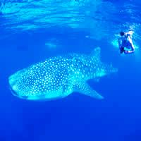 Ningaloo Essentials - Flights, 4 Nights + Tours