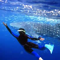 Ningaloo Whale Shark Adventure - Flights + 4 Nights