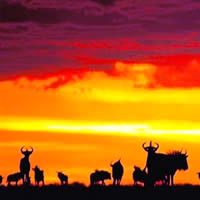 Kenya Highlights 8 Days
