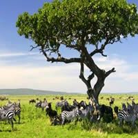 Highlights of East Africa 12 Days