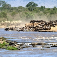 Migration Safari 8 Days