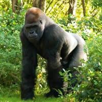 Gorilla Trekking in Rwanda, Standard, 3 Days