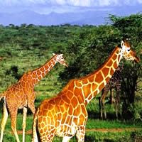 Tanzania Highlights Safari 7 Days