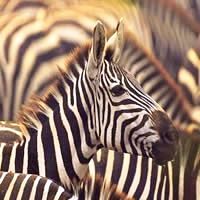 Tanzania Highlights Safari 7 Days