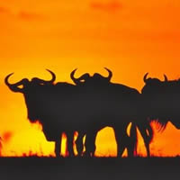 Southern Tanzania Highlights 9 Nights