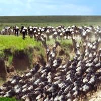 Serengeti by Air - Kirawira Serena Luxury Camp, 2 Nights