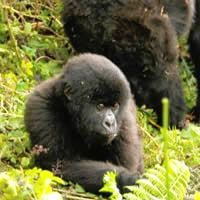 Gorilla Trekking in Uganda 6 Days