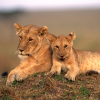 Kenya Camping Safari, 9 Days