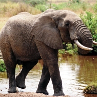 Conservation in an Elephant Village, Thailand