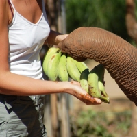 Conservation in an Elephant Village, Thailand