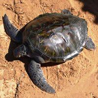 Sea Turtle Conservation, Costa Rica
