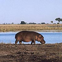 Africa in Focus 29 Days