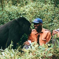 Gorilla Encounters 4 Days