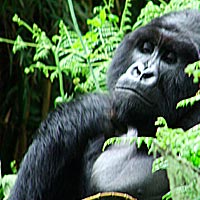 Gorilla Safari 6 Days