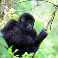 Gorilla & Wildlife Encounter 9 Days