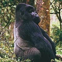 Gorillas and Game 18 Days