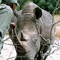 Grand Africa 56 Days