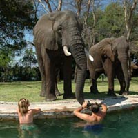 Livingstone's Discovery 4 Days