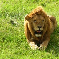 Porini Kicheche Kenyan Safari 7 Days