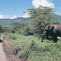 Pride of Africa 49 Days
