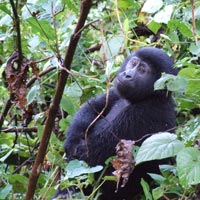Rwandan Gorilla Experience 5 Days