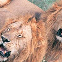 Ultimate Wildlife Safari 42 Days