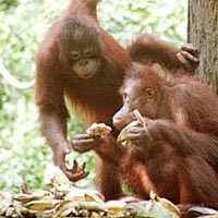 Sabah, Orang Utans, Turtles & Islands, 7 Days