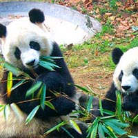 Pandas, Warriors & the Yangtze 15 Days