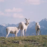 Alaska & Yukon Explorer 14 Days