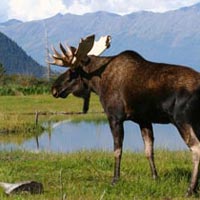 Chilkoot Trail 7 Days