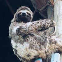 Brazilian Amazon Lodge 4 Days