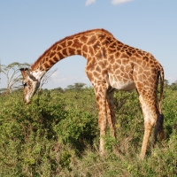 Highlights of Kenya & Tanzania 15 Days, SAVE $784*