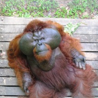 Malaysia Orang-utan Experience