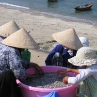 Vietnam Experience, 4 Weeks