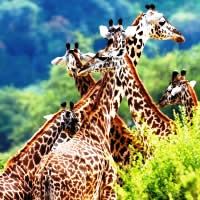 Ultimate African Overlander, 58 Days