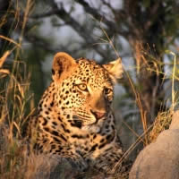 South West Safari, 19 Days